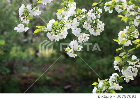 flowering apple tree with bright white flowers flowering apple tree with bright white flowers 30797093