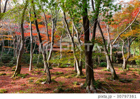紅葉の祇王寺 30797361
