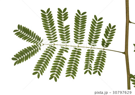 White popinac leaf isolated on white . White popinac leaf isolated on white . 30797629