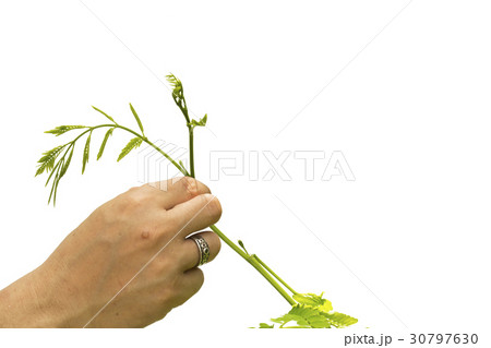 People choose vegetables.clipping path, People choose vegetables.clipping path, 30797630