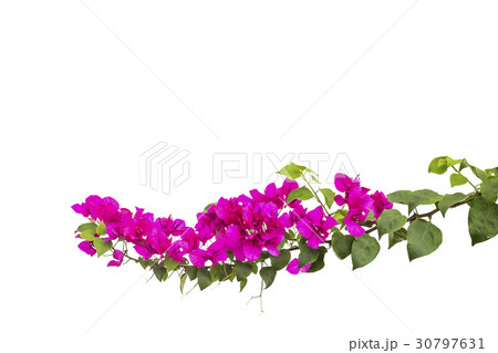 bougainvilleas isolated on white background. bougainvilleas isolated on white background. 30797631