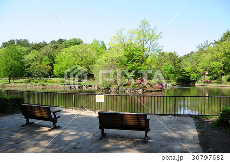 新緑の公園 横浜市こども自然公園 新緑の公園 横浜市こども自然公園 30797682