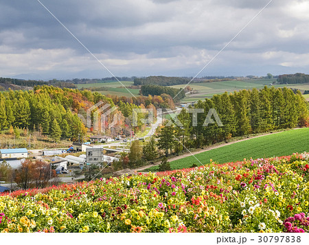 Shikisai-no-oka flower garden in Biei. 30797838