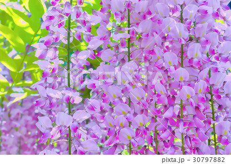 珍しいピンク色の藤の花の写真素材