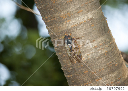 アブラゼミ アブラゼミ 30797992