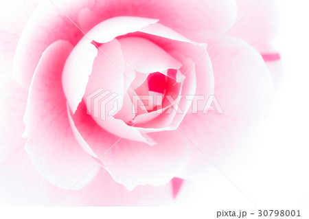 ツバキ・通い鳥 ツバキ・通い鳥 30798001