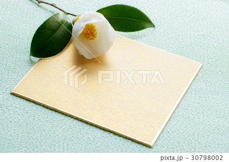 白椿と寸松庵 白椿と寸松庵 30798002