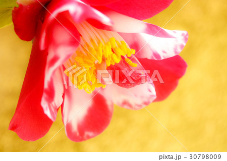 ツバキ・迦陵頻 ツバキ・迦陵頻 30798009