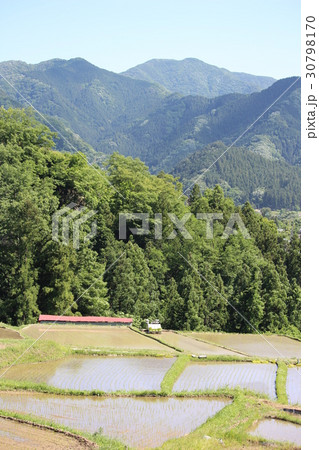 埼玉県横瀬町の寺坂棚田 埼玉県横瀬町の寺坂棚田 30798170
