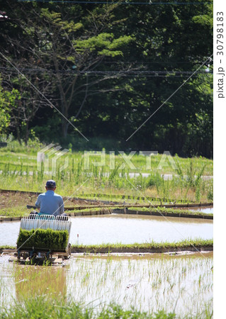 埼玉県横瀬町の寺坂棚田 30798183