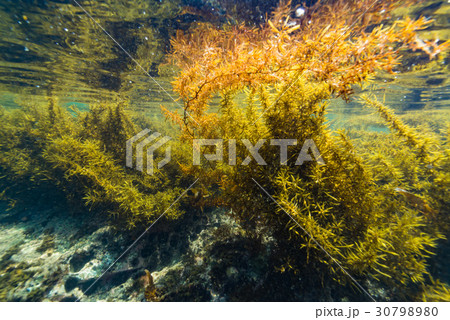 葉山の海藻 30798980