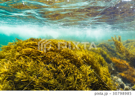 葉山の海藻 30798985