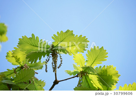 柏の新緑の葉 柏の新緑の葉 30799606