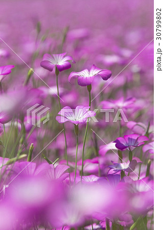 麦なでしこ＠埼玉・鴻巣 30799802