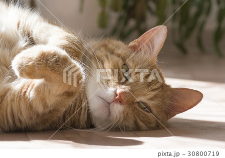 Ginger and white tabby cat 30800719