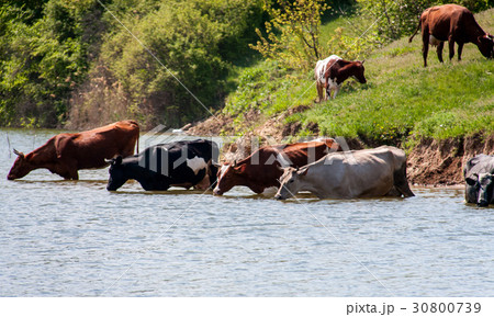 cows come to drink water from the lake in village 30800739