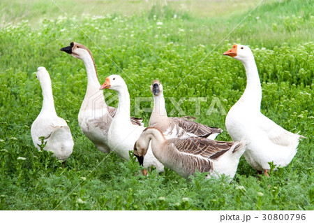 flock of geese grazing on green grass in the 30800796