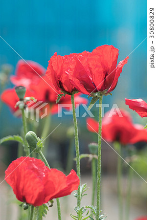 アヘンの原料植物 ケシ ハカマオニゲシ 東京都薬用植物園の写真素材