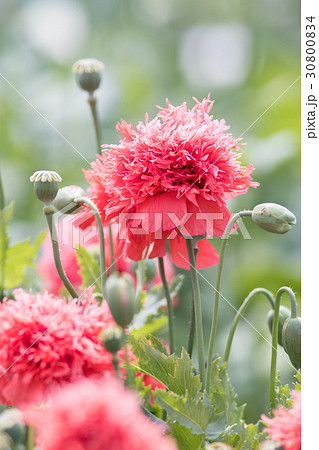 アヘンの原料植物 ケシ 八重ソムニフェルム種 東京都薬用植物園の写真素材