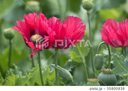 アヘンの原料植物「ケシ（トルコ種）」＠東京都薬用植物園 30800836