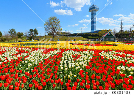 木曽三川公園とチューリップ 30801483