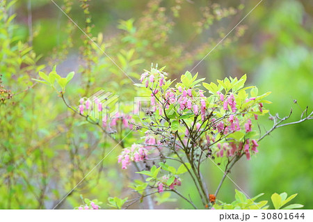ツリガネツツジの花の写真素材