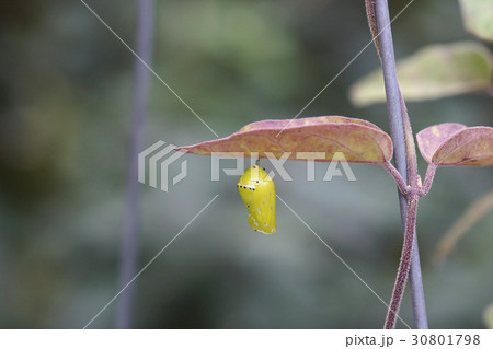 さなぎ 蛹 サナギ 30801798