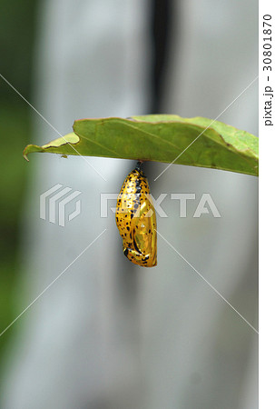 さなぎ 蛹 サナギ 30801870