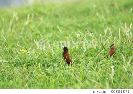 住む 生息 平原 30801871
