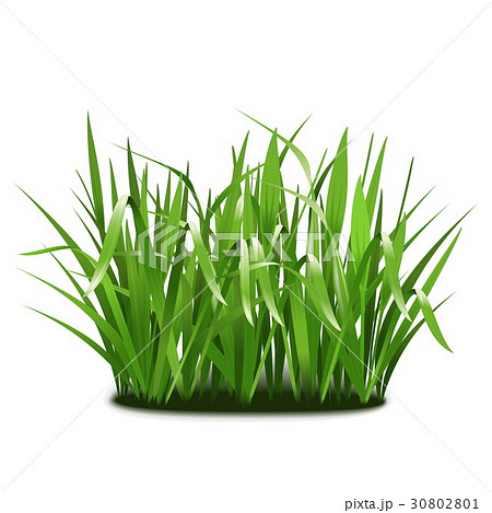 Vector Green Grass 30802801