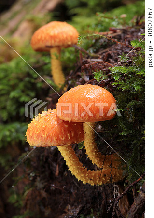 森の中のきのこ ハナガサタケ 森の中のきのこ ハナガサタケ 30802867