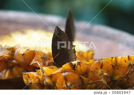 アクション 行動 実行 30803947