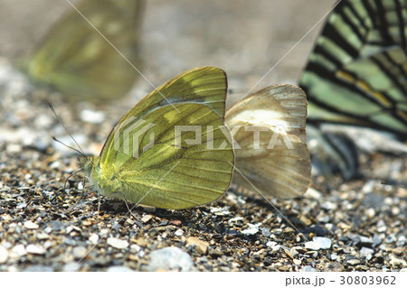 昆虫 虫 蟲 30803962