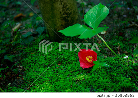 苔の上の椿~月下美人 苔の上の椿~月下美人 30803965