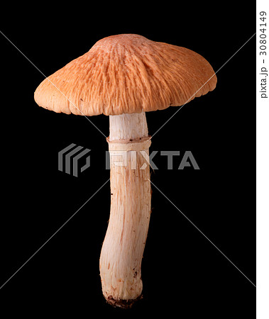 食用の野生きのこ 黒バック撮影 ショウゲンジ 食用の野生きのこ 黒バック撮影 ショウゲンジ 30804149