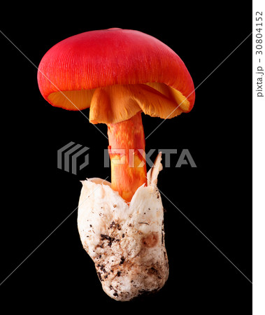食用の野生きのこ 黒バック撮影 タマゴタケ 食用の野生きのこ 黒バック撮影 タマゴタケ 30804152