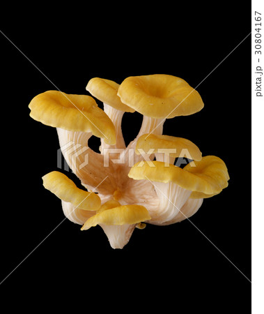 食用の野生きのこ　黒バック撮影 タモギタケ 30804167