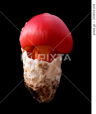 食用の野生きのこ　黒バック撮影　タマゴタケ 30804168