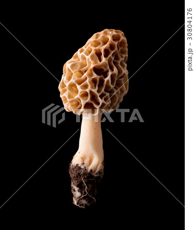 食用の野生きのこ 黒バック撮影 アミガサタケ 食用の野生きのこ 黒バック撮影 アミガサタケ 30804176