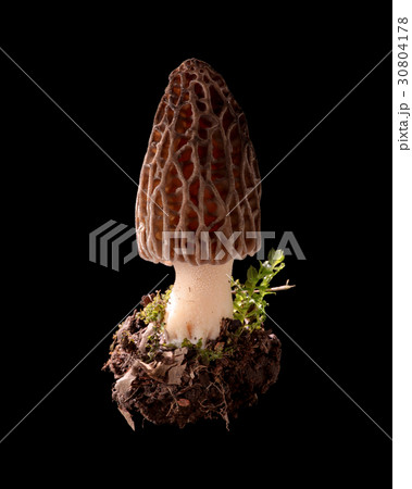 食用の野生きのこ　黒バック撮影　トガリアミガサタケ 30804178