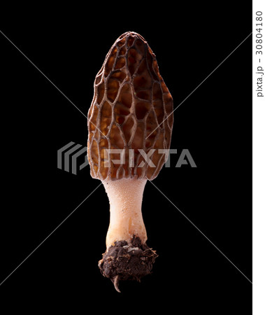 食用の野生きのこ　黒バック撮影　トガリアミガサタケ 30804180