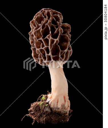 食用の野生きのこ 黒バック撮影 アミガサタケ 食用の野生きのこ 黒バック撮影 アミガサタケ 30804184