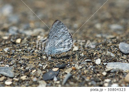 ウイング 翼 羽 30804323