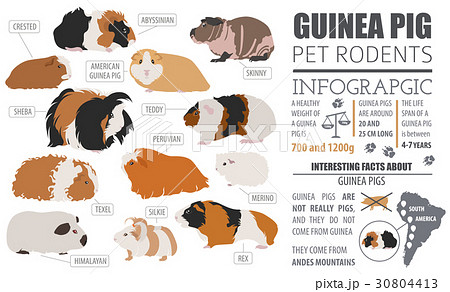 Guinea Pig breeds icon set flat style isolated  30804413