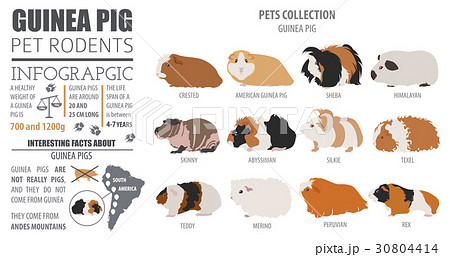 Guinea Pig breeds icon set flat style isolated  30804414