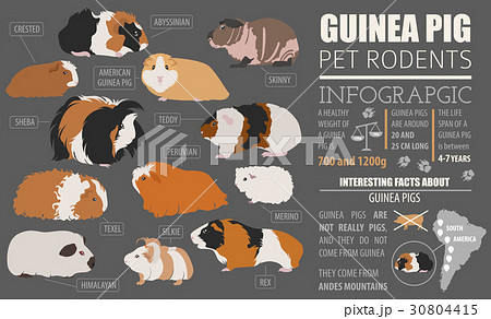 Guinea Pig breeds icon set flat style isolated  30804415
