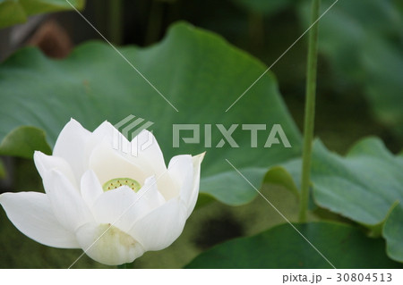 蓮の花 蓮の花 30804513