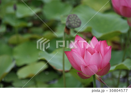 蓮の花 30804577