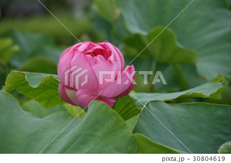 蓮の花 蓮の花 30804619