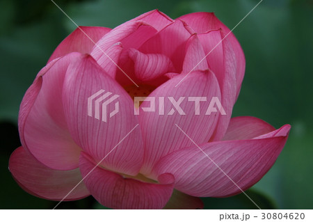 蓮の花 蓮の花 30804620